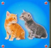 Okładka książki Kosteczka - Dwa kotki