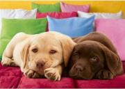 Okładka książki Puzzle 1000 Bliscy przyjaciele