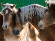 Okładka książki Puzzle Szczęśliwe konie 1500