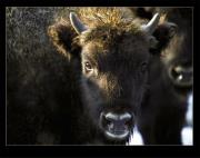 Okładka książki Żubr w Bieszczadach, Wisent in Bieszczady Mountain