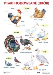 Okładka książki Plansza - Ptaki hodowlane (drób)