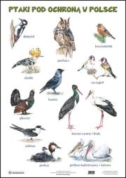 Okładka książki Plansza - Ssaki pod ochroną