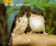 Okładka książki Perełka 036 - Małe sekrety