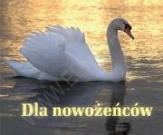 Perełka 198 - Dla nowożeńców.. Autor: PERELKA 198. Dadada.pl Okładka książki Perełka 198 - Dla nowożeńców.