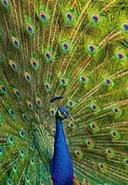 Okładka książki Puzzle 1000 Paw CASTOR