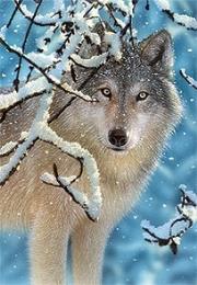 Okładka książki Puzzle 1000 Wilk zimą CASTOR