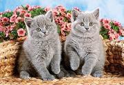 Okładka książki Puzzle 120 British Shorthair Kittens