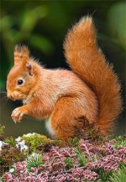Okładka książki Puzzle 120 Squirrel