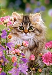 Okładka książki Puzzle 1500 Kot wśród kwiatów CASTOR