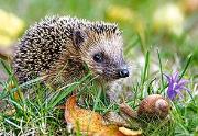 Okładka książki Puzzle 260 Hedgehog