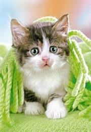 Okładka książki Puzzle 260 Kitten under the Blanket