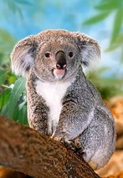 Okładka książki Puzzle 260 Koala