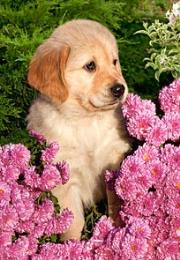 Okładka książki Puzzle 260 Little Retriever