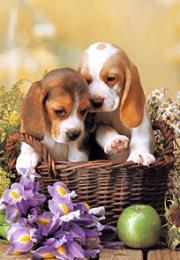 Okładka książki Puzzle 260 Puppies in the Basket