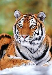 Okładka książki Puzzle 500 Tygrys Syberyjski CASTOR