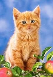 Okładka książki Puzzle 60 Kitten witch Apples