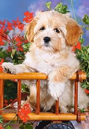 Okładka książki Puzzle 60 Puppy in Cart