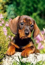 Okładka książki Puzzle 120 Jamniczek CASTOR