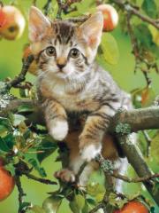 Okładka książki Puzzle 200 Kotek na drzewie