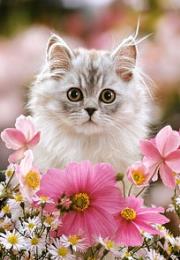 Opakowanie Puzzle 260 Kotek i kwiaty CASTOR