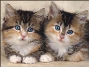 Okładka książki Puzzle 300 Idealna para