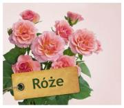 Róże. Autor: Proll Thomas. Dadada.pl Okładka książki Róże