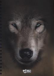 Kołobrulion A4 100 kartek z perforacją i kolorowymi registrami Wild Wilk. Wydawca: Beniamin. Dadada.pl Opakowanie Kołobrulion A4 100 kartek z perforacją i kolorowymi registrami Wild Wilk