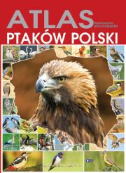 Atlas ptaków Polski TW. Autor: Opracowanie zbiorowe. Dadada.pl Okładka książki Atlas ptaków Polski TW
