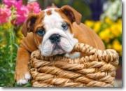 Okładka książki Puzzle 70 - Słodki Buldog CASTOR