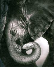 Opakowanie Notes Słonik