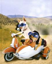 Opakowanie Notes Szybki pies