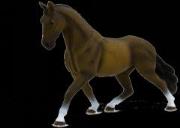 Opakowanie Gniady koń rasy hanowerskiej ANIMAL PLANET