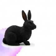 Opakowanie Królik czarny ANIMAL PLANET