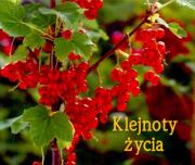 Okładka książki Perełka 143 - Klejnoty życia nowe wydanie