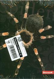 Opakowanie Zeszyt A5/60K/BR kratka 10 szt. Brokat