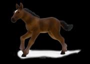 Opakowanie Źrebię rasy hanowerskiej ANIMAL PLANET