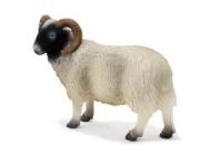 Opakowanie Baran czarnogłówka ANIMAL PLANET