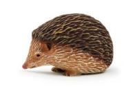 Opakowanie Jeż ANIMAL PLANET