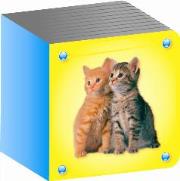 Okładka książki Kosteczka - Kot