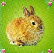 Okładka książki Kosteczka - Królik