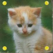 Okładka książki Mini kosteczka - Kot