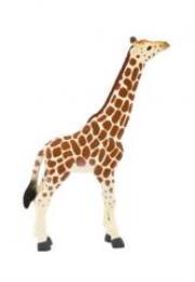 Opakowanie Młoda żyrafa ANIMAL PLANET