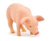 Opakowanie Prosię jedzące ANIMAL PLANET