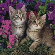 Opakowanie Puzzle 1111 Exclusive Kotki DINO