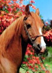 Opakowanie Puzzle 150 - Koń MAXIM