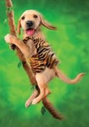 Opakowanie Puzzle 500 Pies na lianie DINO