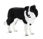 Opakowanie Pies rasy Border Collie ANIMAL PLANET