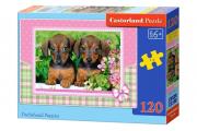 Okładka książki Puzzle 120 Dachshund Puppies CASTOR