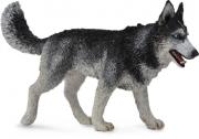 Opakowanie Pies Rasy Siberian Husky