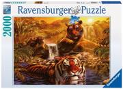 Opakowanie Puzzle Kąpiel tygrysów 2000